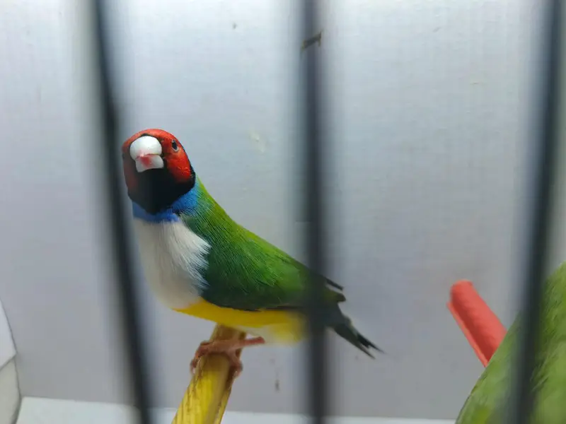 Gouldian finch — photo 2