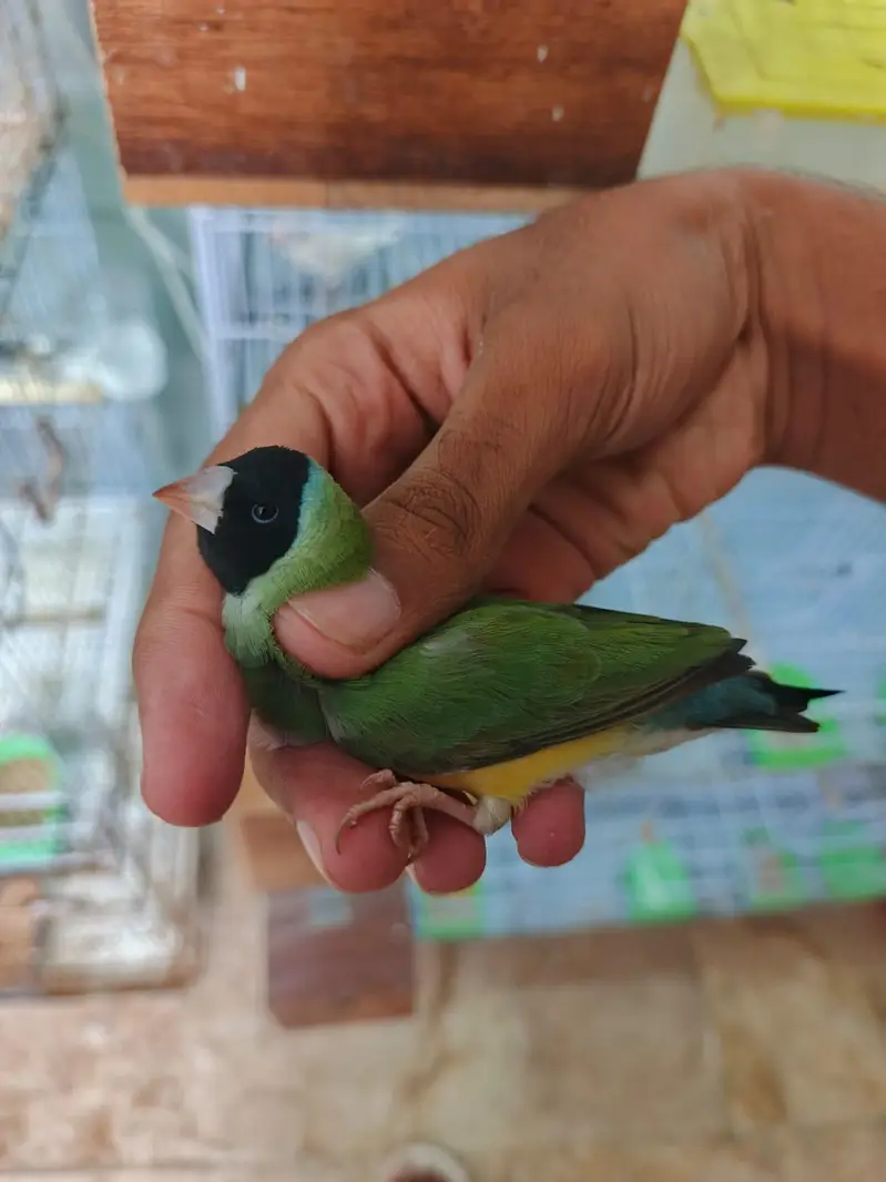Gouldian finch — photo 3