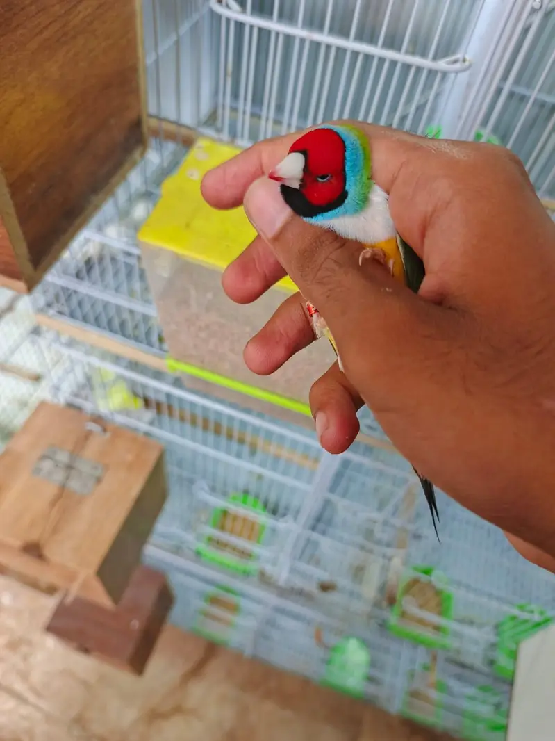 Gouldian finch — photo 4