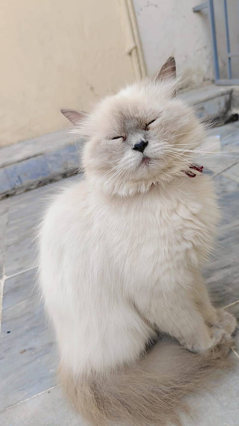 Persian cat  0