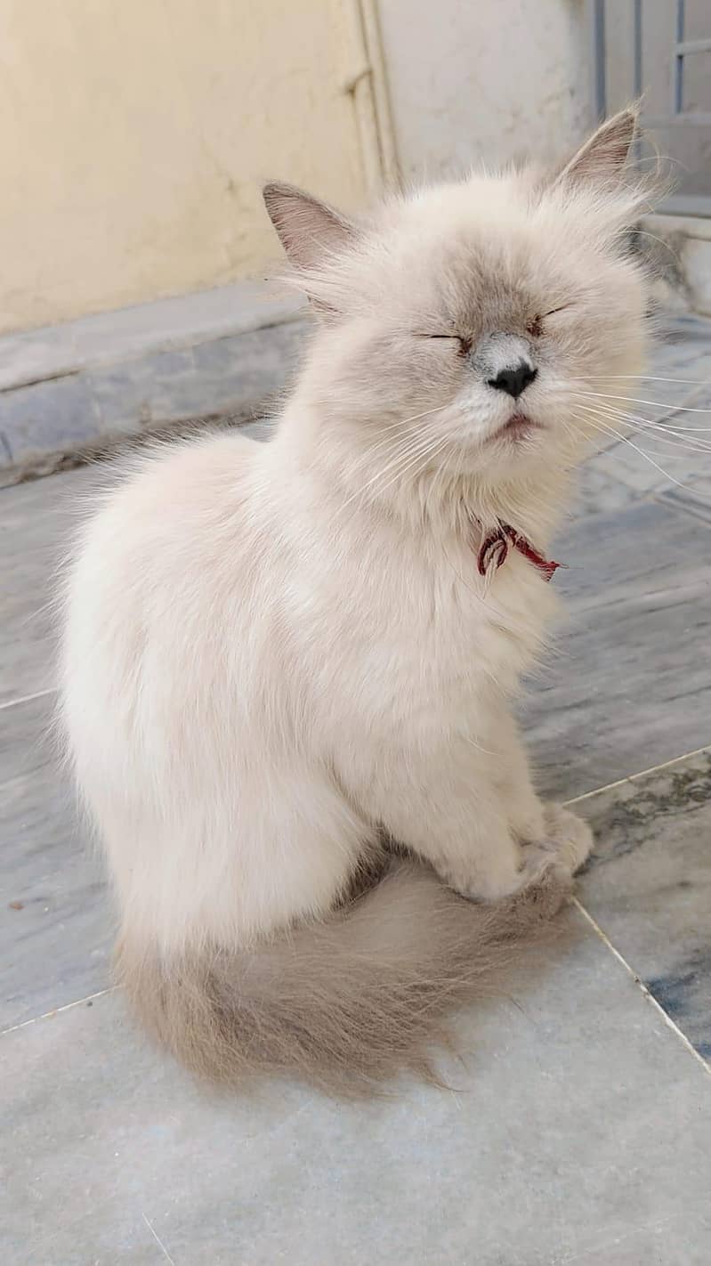Persian cat  1