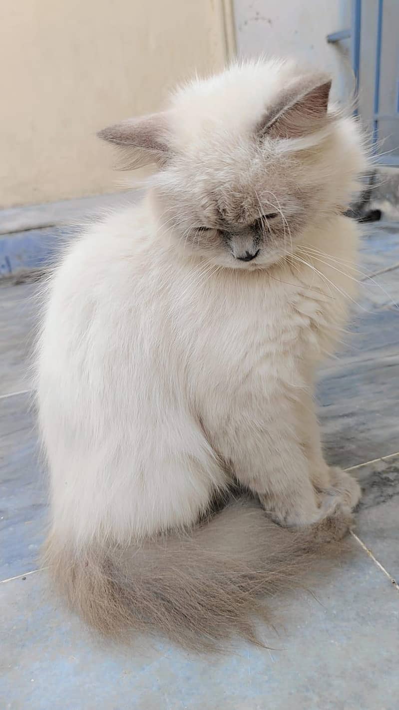 Persian cat  2