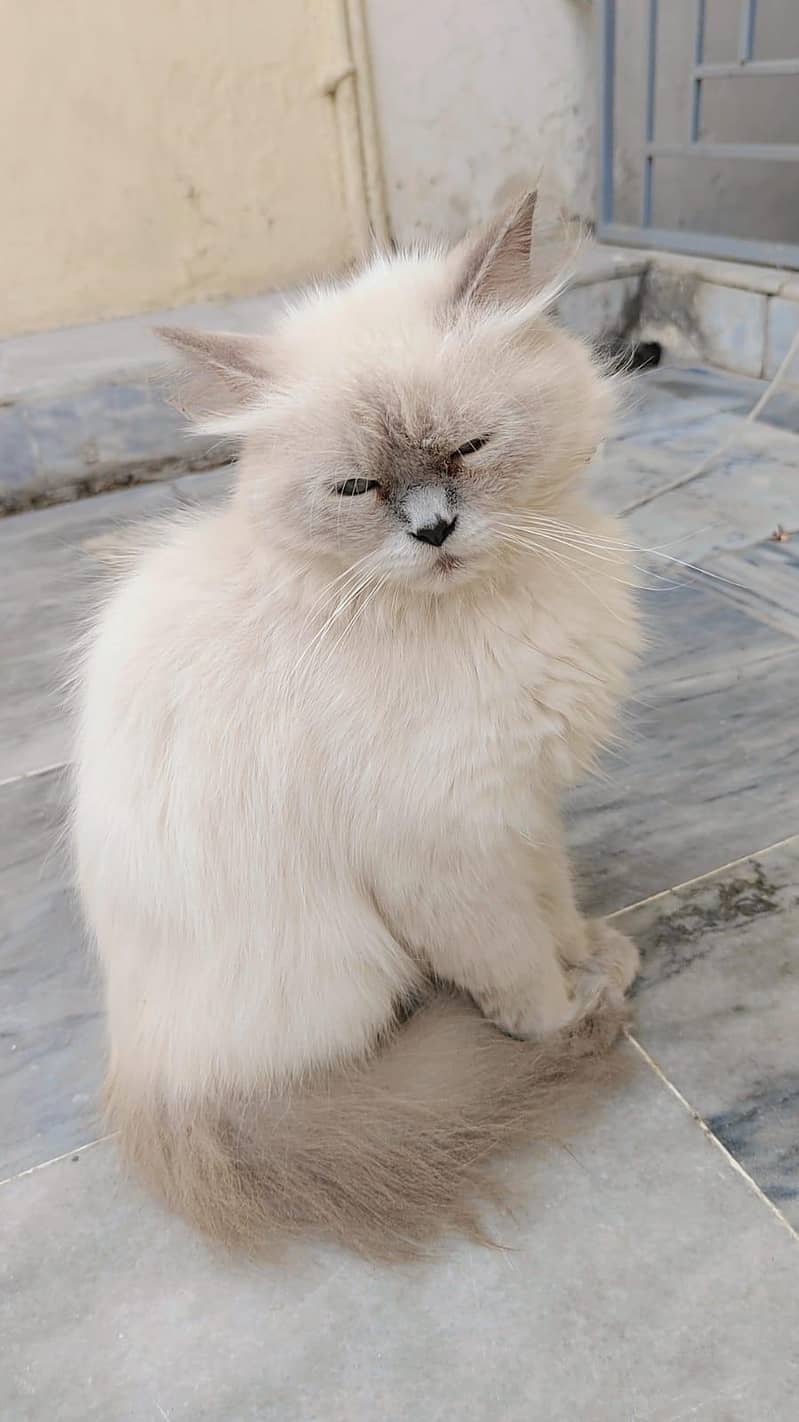 Persian cat  3
