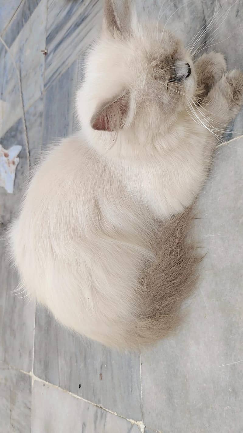Persian cat  4