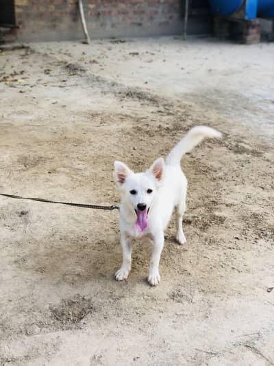 Russian dog for sale