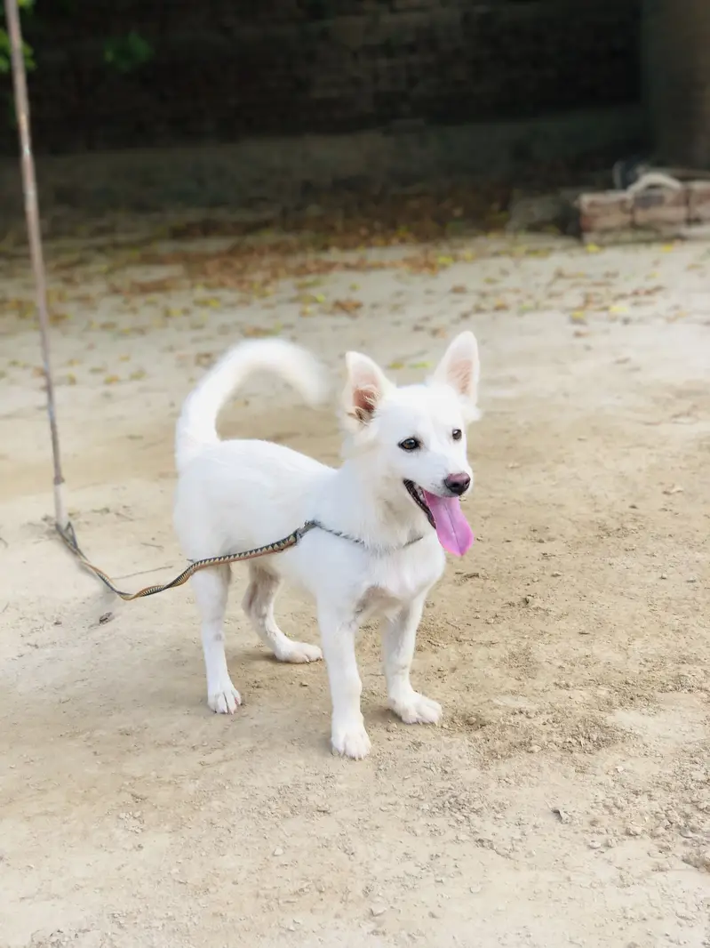 Russian dog for sale — photo 2