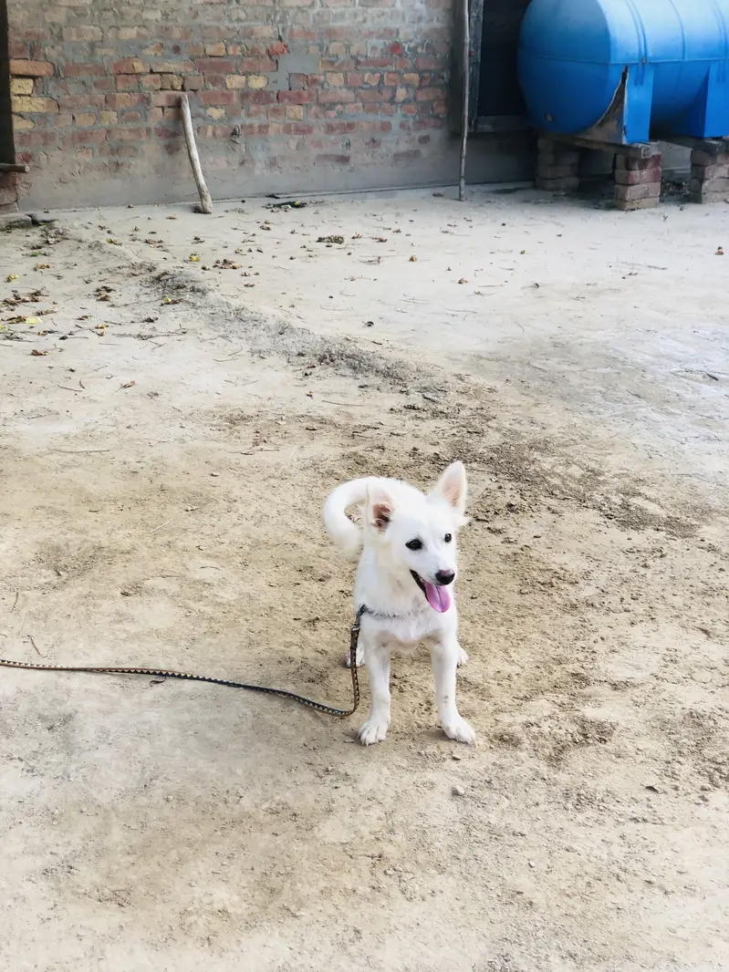 Russian dog for sale — photo 3