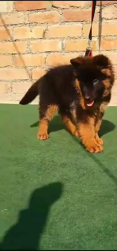 German shepherd puppies contact WhatsApmy WhatsAp 03413080147 — photo 2