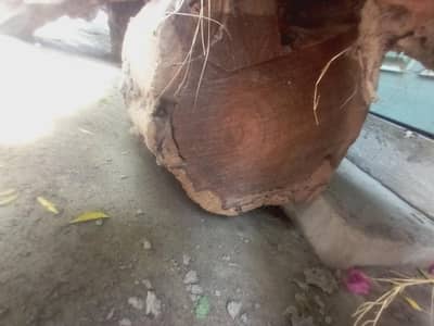 Kali Tali wood. sukhi purani Kali tali