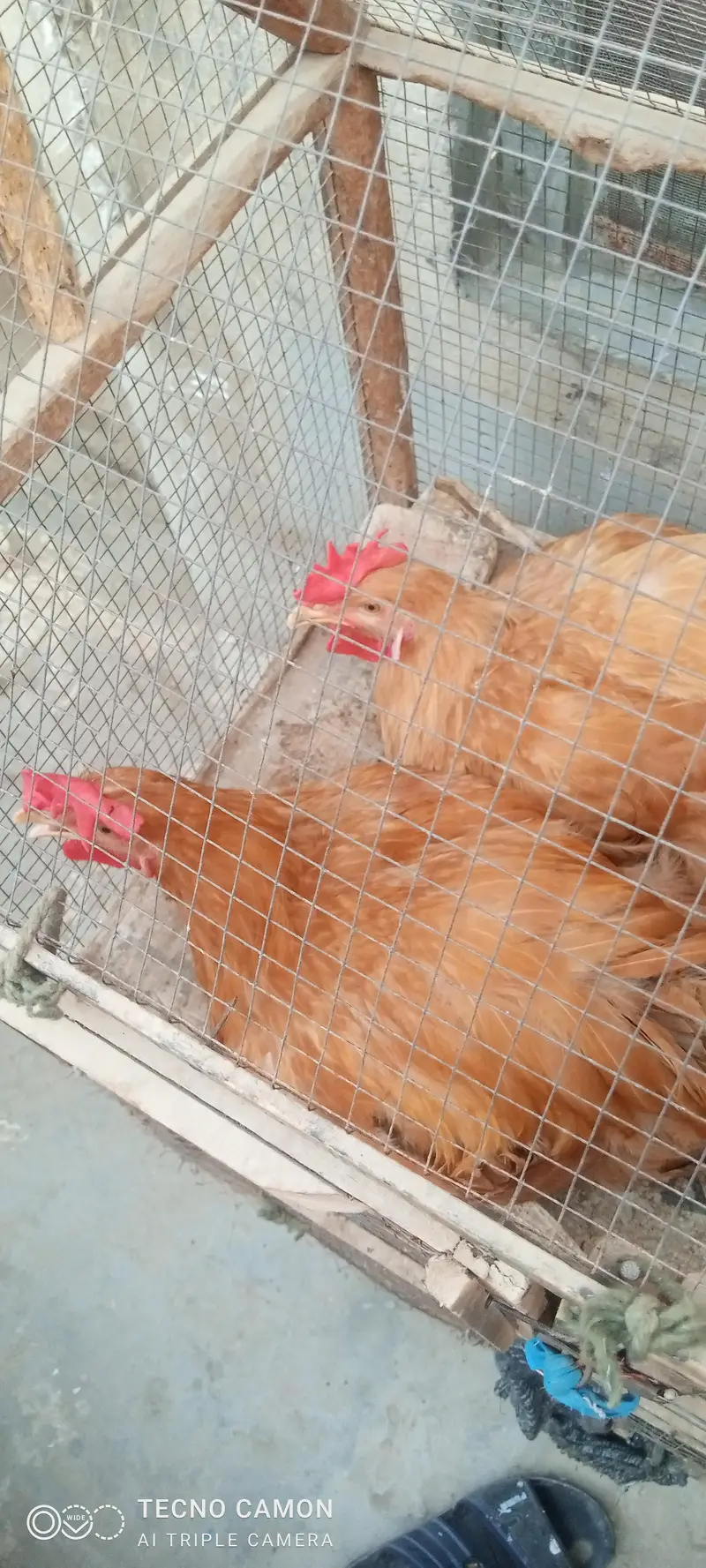 Golden heavy buff  for sale 8500 pair price — photo 2