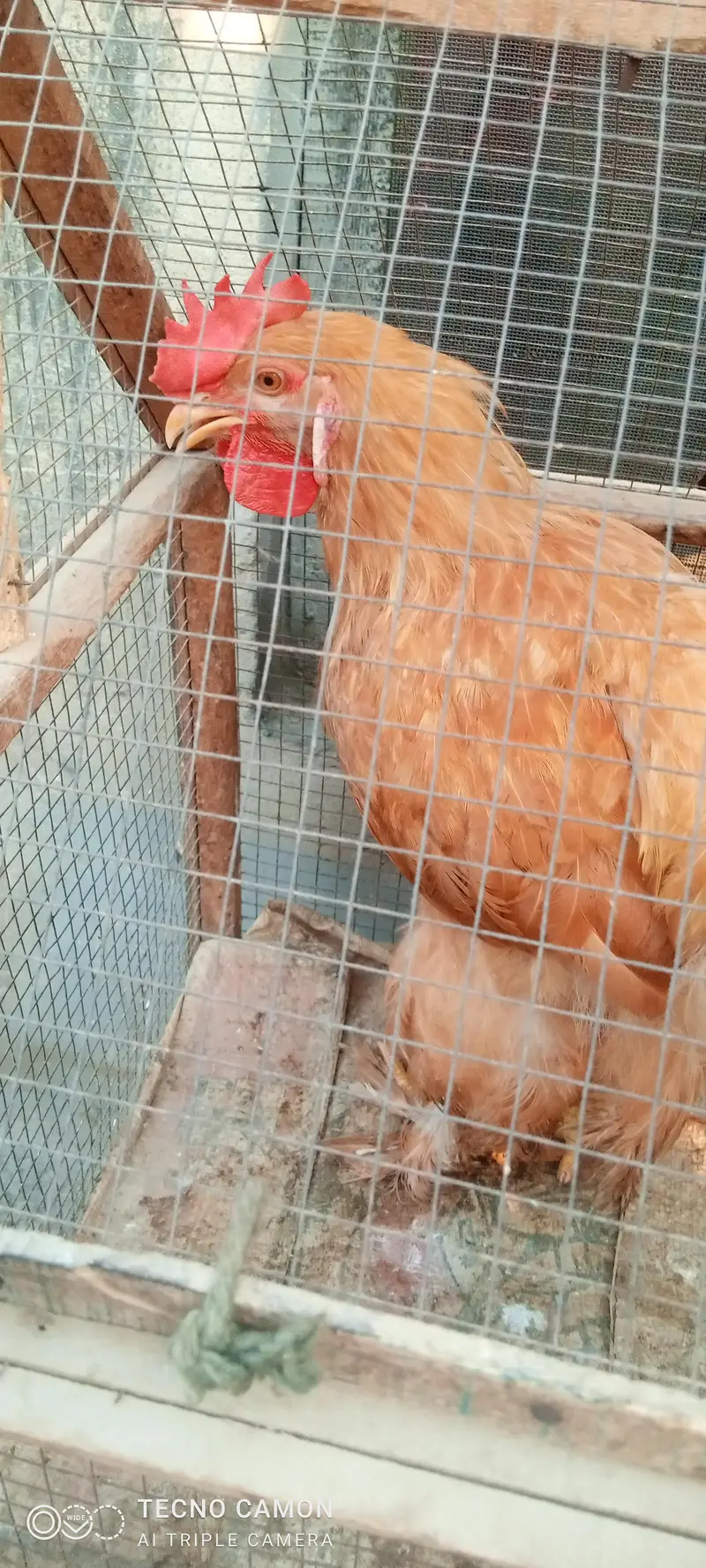 Golden heavy buff  for sale 8500 pair price — photo 3