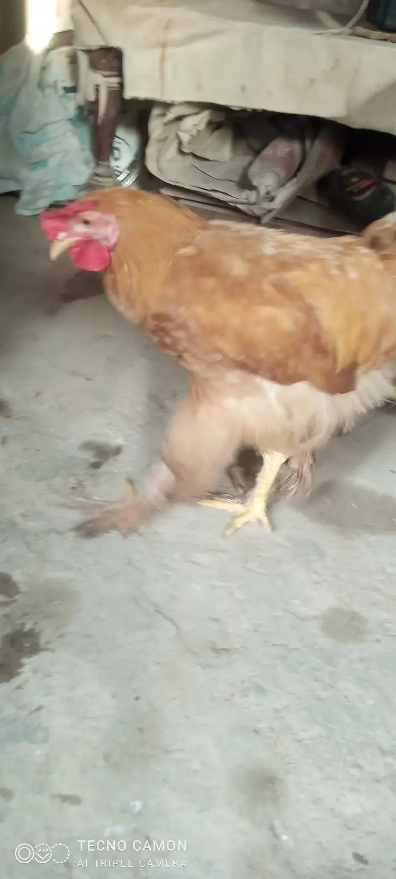 Golden heavy buff  for sale 8500 pair price — photo 4