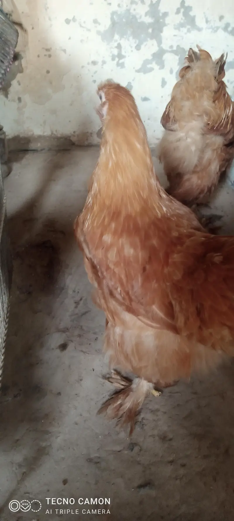 Golden heavy buff  for sale 8500 pair price — photo 5