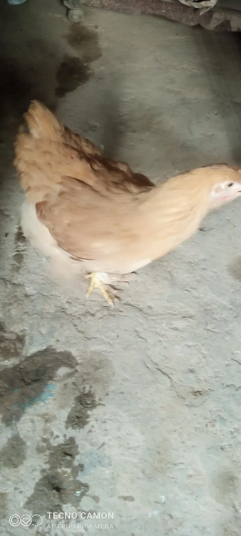 Golden heavy buff  for sale 8500 pair price — photo 6