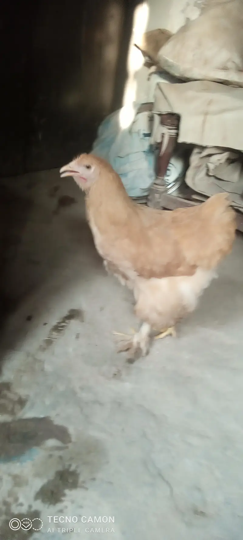 Golden heavy buff  for sale 8500 pair price — photo 7