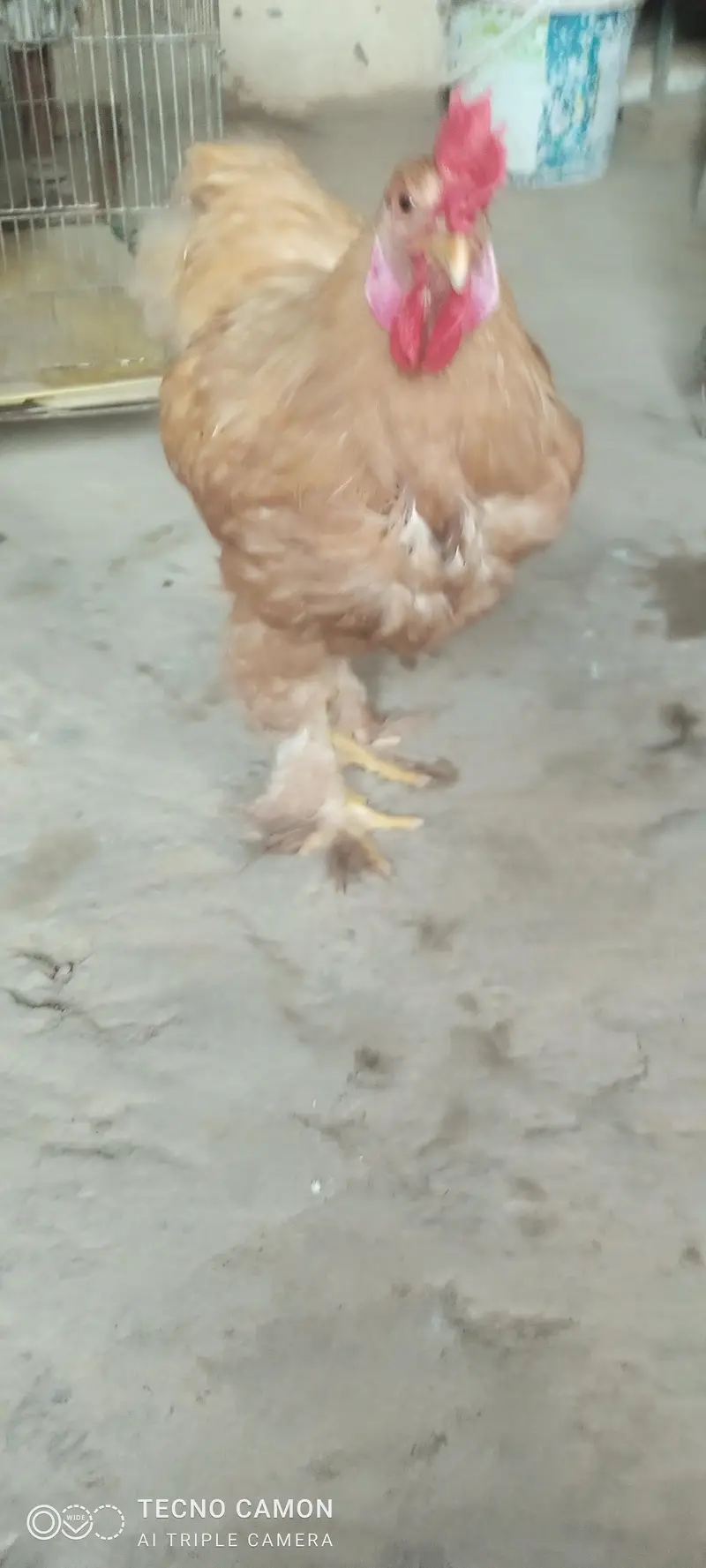 Golden heavy buff  for sale 8500 pair price — photo 8