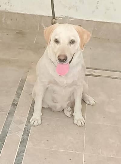 pure Labrador breedr female for sale