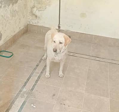 pure Labrador breedr female for sale