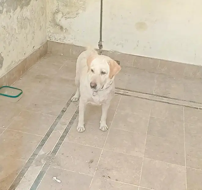 pure Labrador breedr female for sale — photo 2