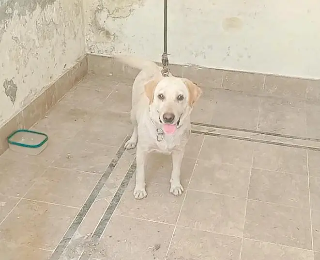 pure Labrador breedr female for sale — photo 3