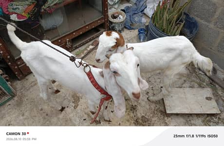 gulabi male and female