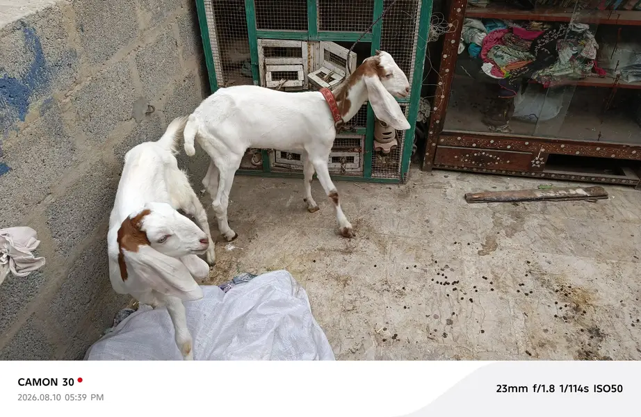 gulabi male and female — photo 2