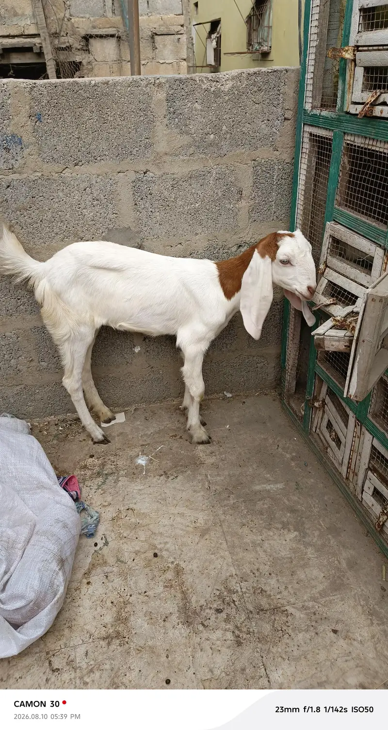 gulabi male and female — photo 7