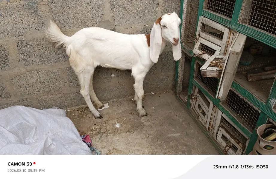 gulabi male and female — photo 8