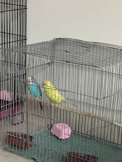 Australian parrots