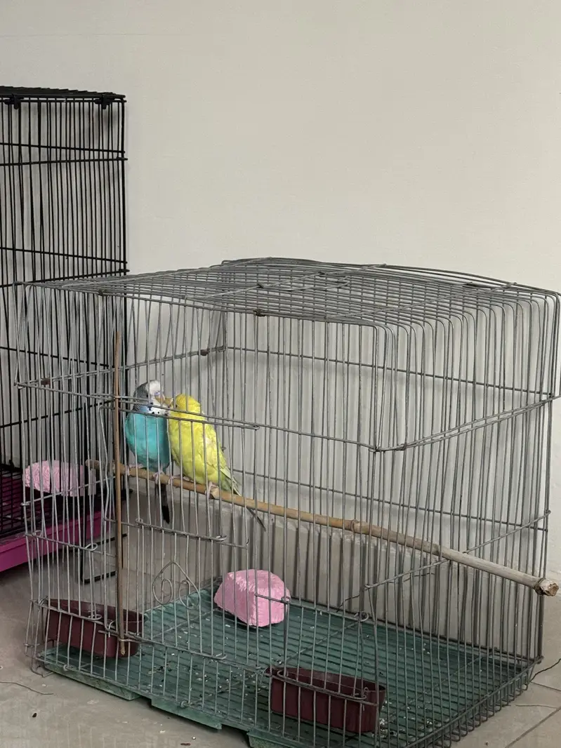 Australian parrots — photo 2