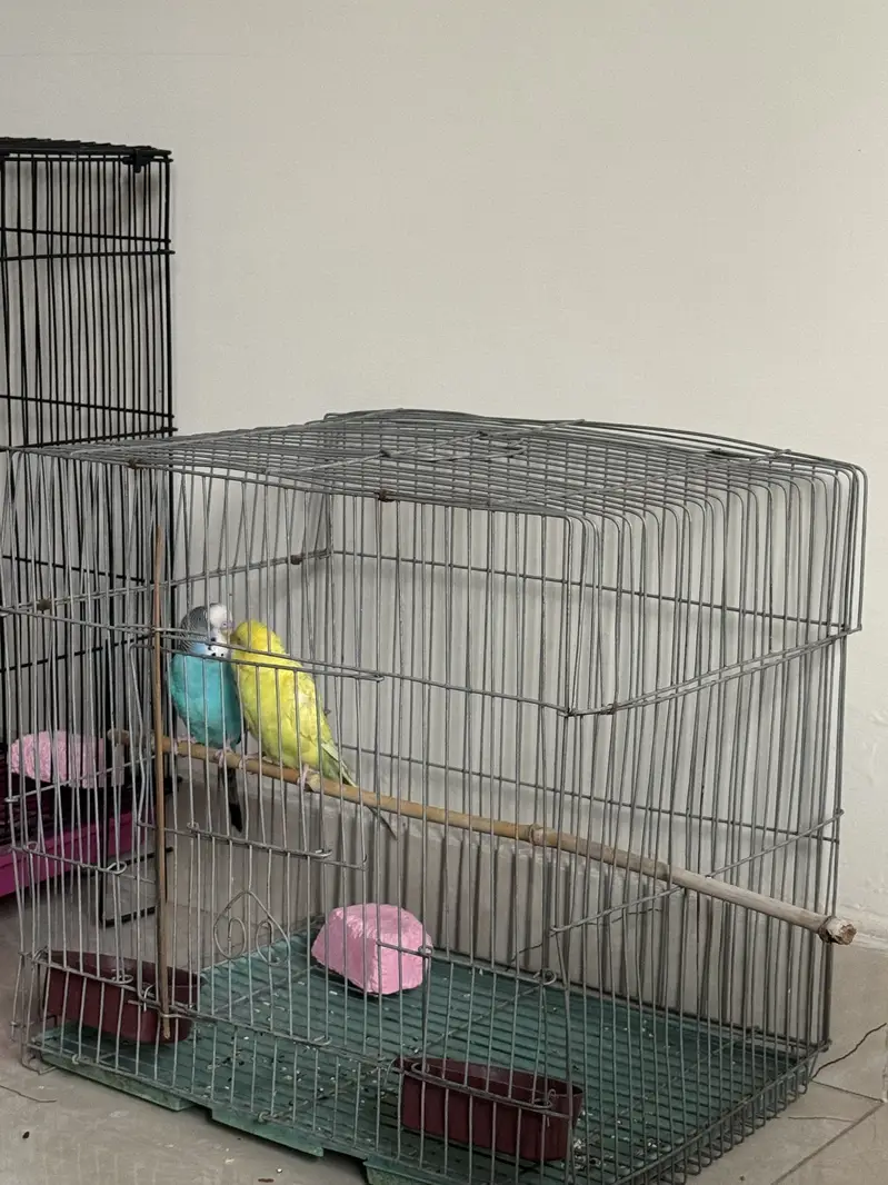 Australian parrots — photo 3