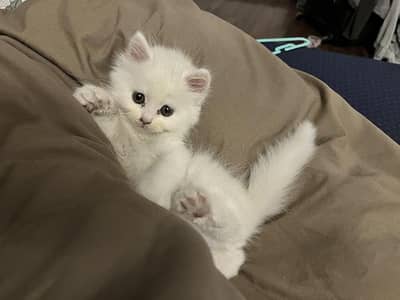 Persian kittens available