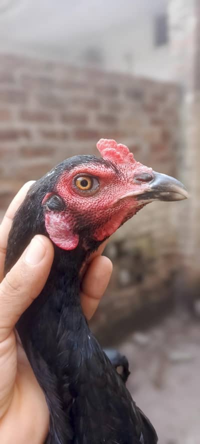 2 Pathay 1 Phathi Thai Breed
