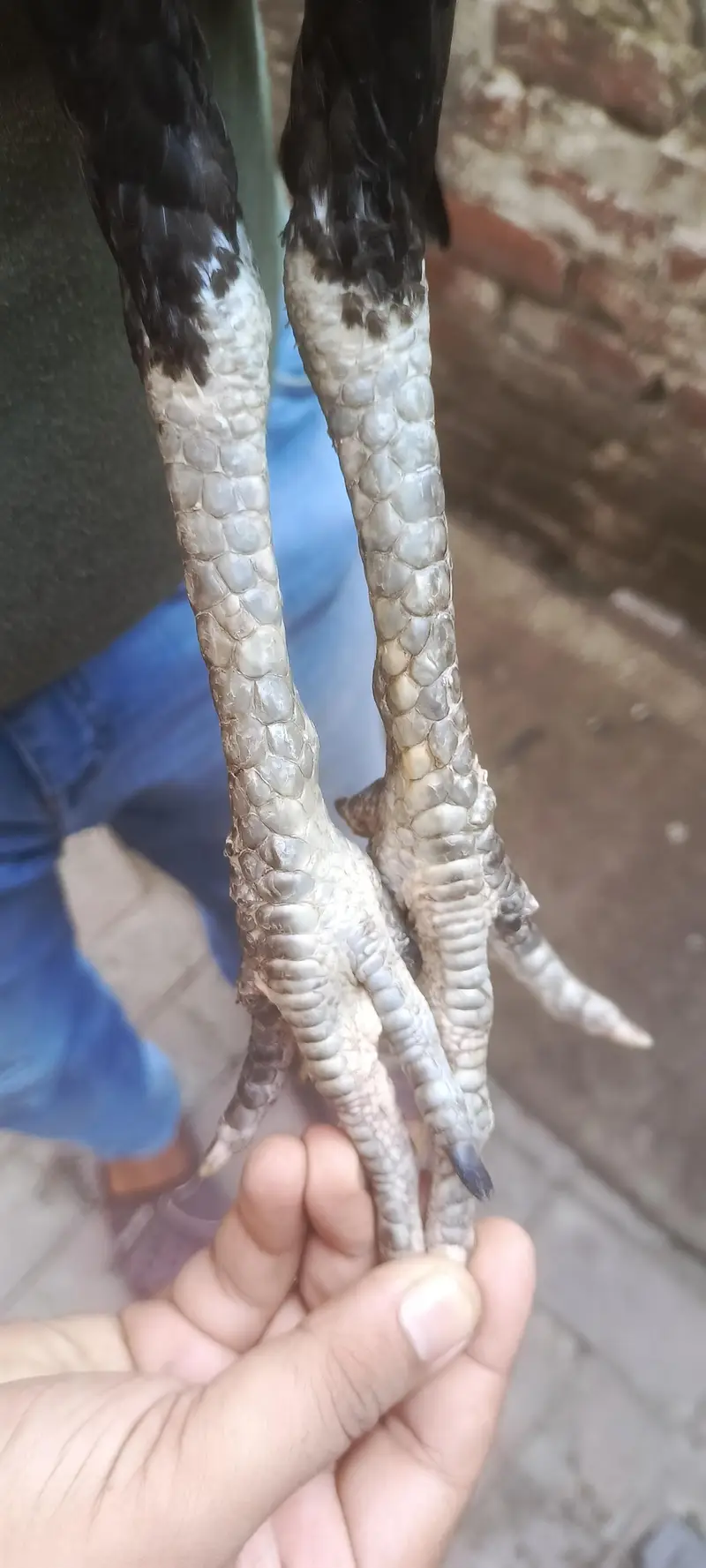 2 Pathay 1 Phathi Thai Breed — photo 3