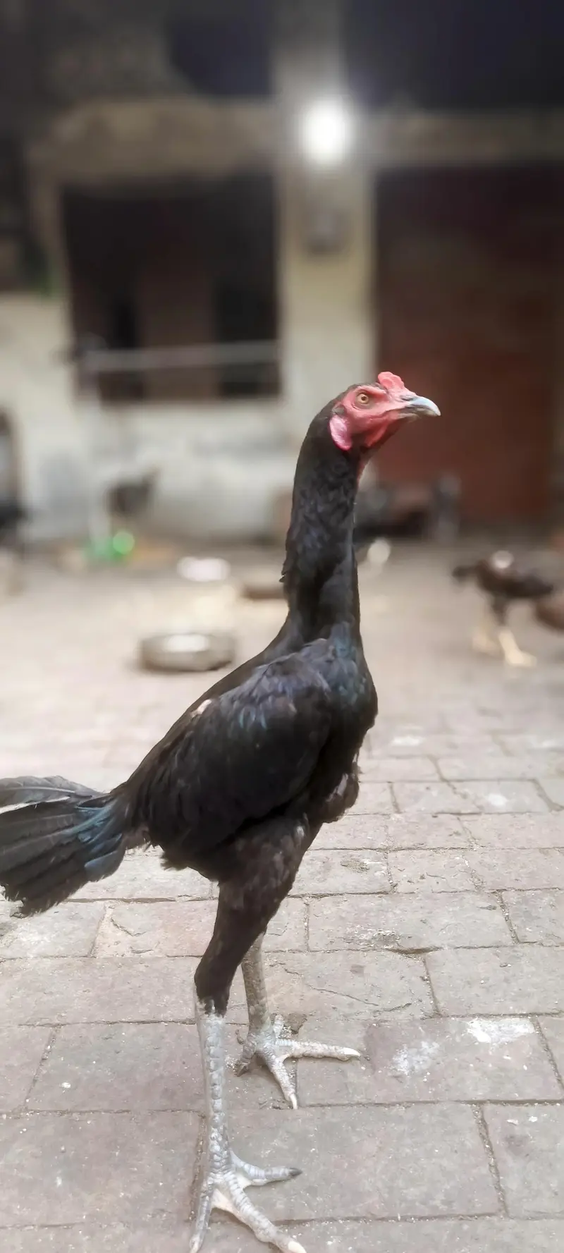 2 Pathay 1 Phathi Thai Breed — photo 4