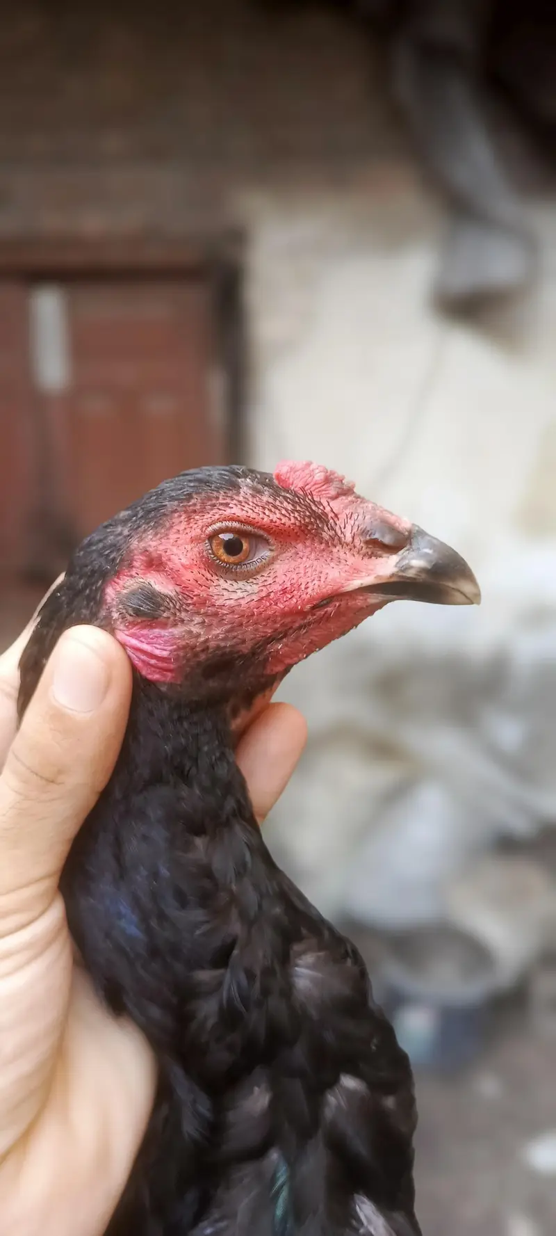 2 Pathay 1 Phathi Thai Breed — photo 5