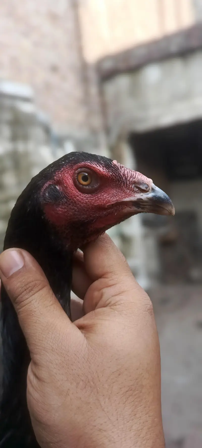 2 Pathay 1 Phathi Thai Breed — photo 9