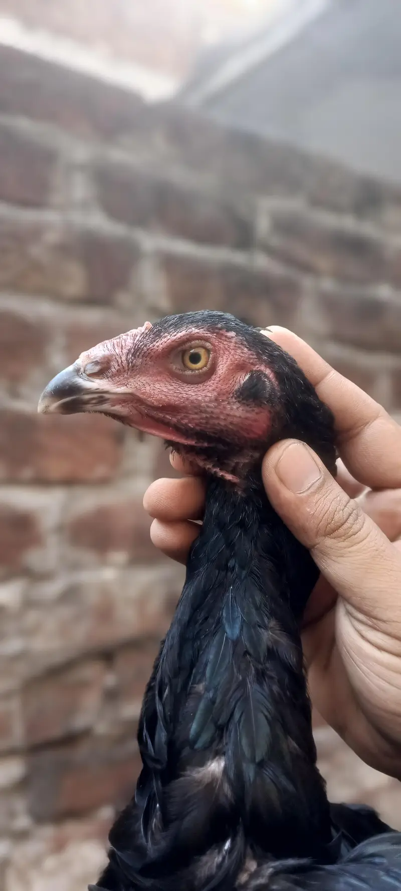 2 Pathay 1 Phathi Thai Breed — photo 10