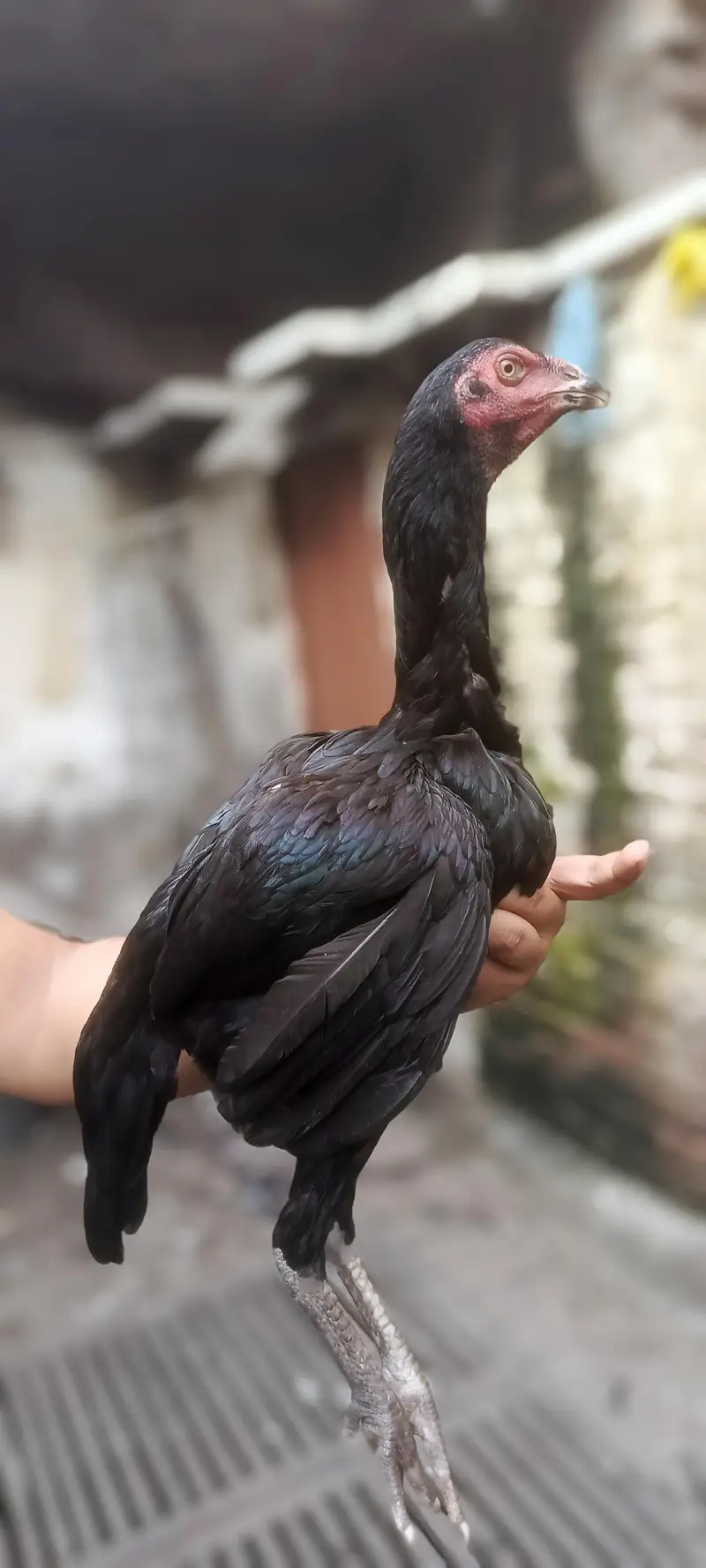 2 Pathay 1 Phathi Thai Breed — photo 12