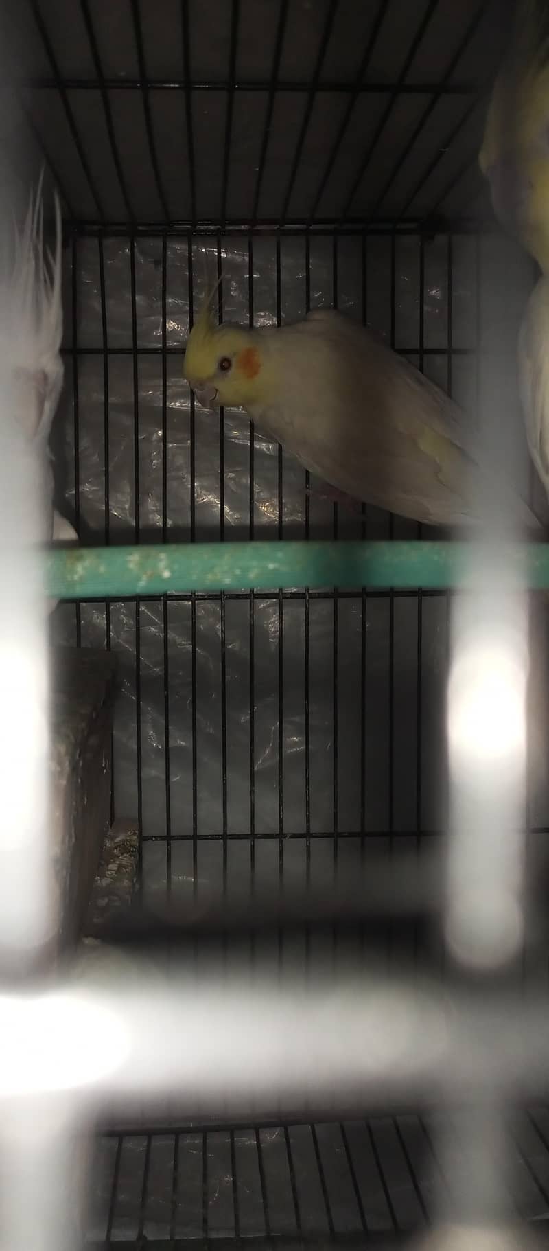 2piar withe red eyes 1