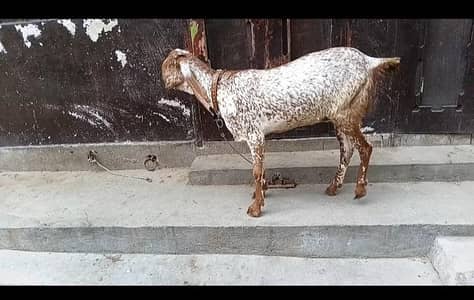 makhi cheeni 1st time for sale hai. . . . .