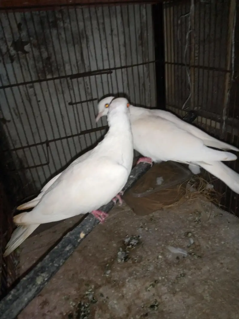Dove breeder pair for sale.