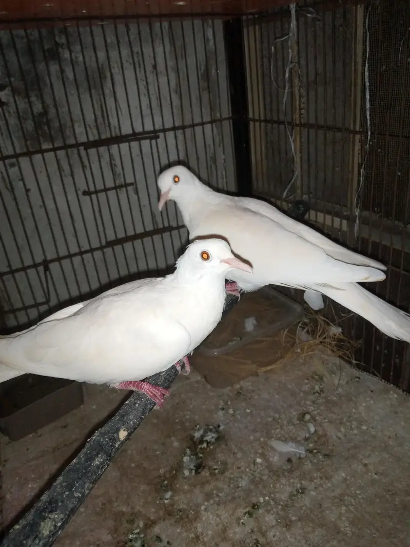 Dove breeder pair for sale. — photo 2