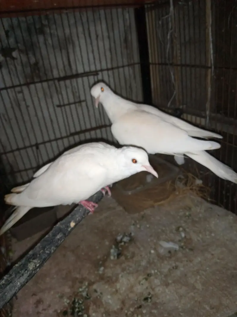 Dove breeder pair for sale. — photo 3