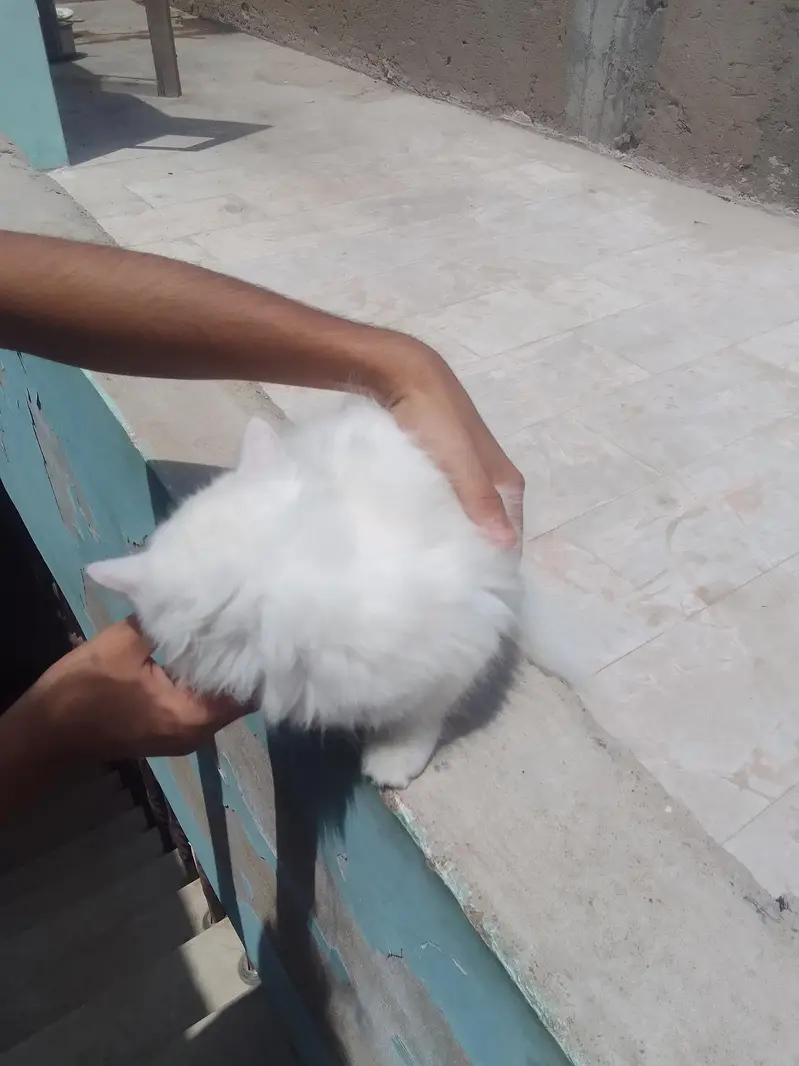 fluffy kitten  Hyderabad — photo 2