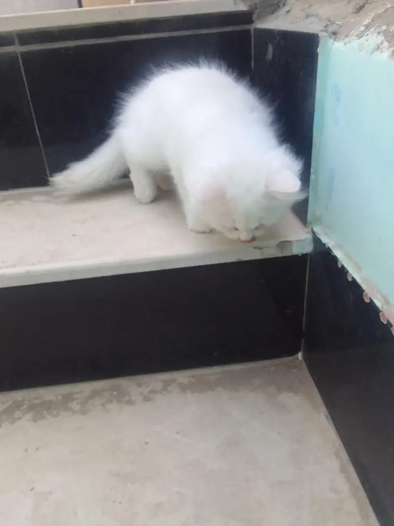 fluffy kitten  Hyderabad — photo 3