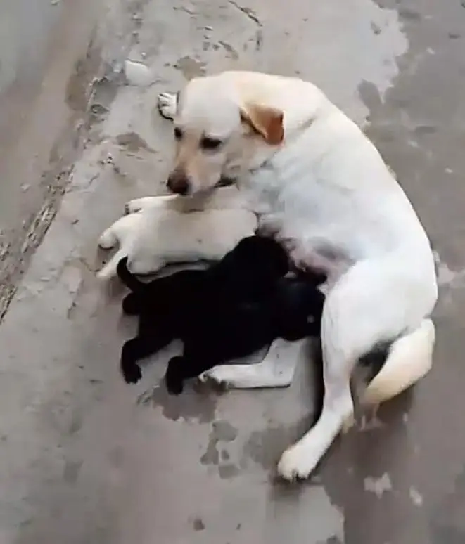 pure Labrador breedr female for sale — photo 4