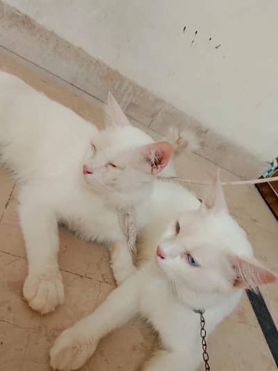 Persian cats 1Pair Vaccinated