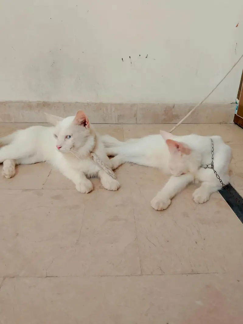 Persian cats 1Pair Vaccinated — photo 2