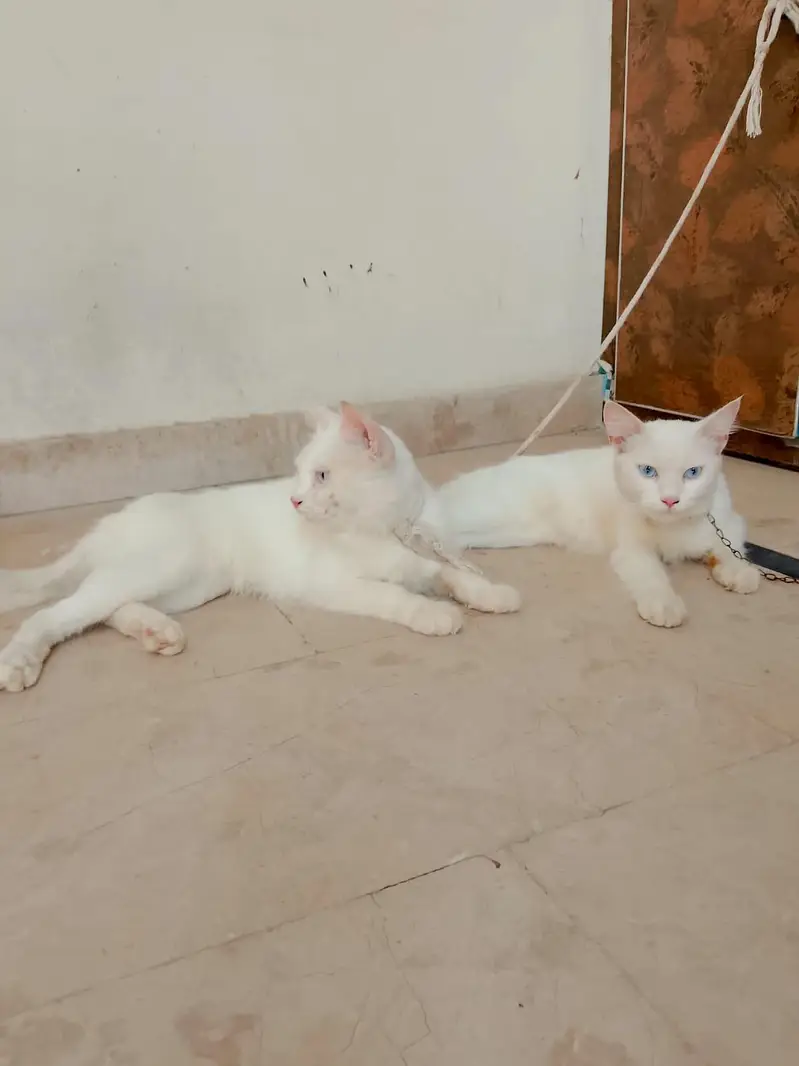 Persian cats 1Pair Vaccinated — photo 3